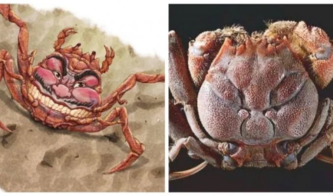 Хэйкэ: лик самурая на панцире краба (11 фото)