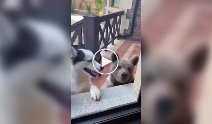 Собаки и их новые друзья