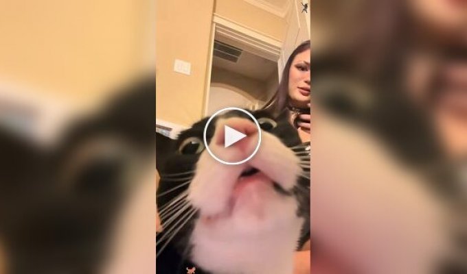 Подборка видео со смешными котами