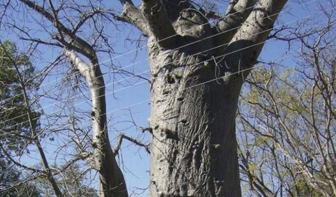 Расслабляющее дерево (4 фото)
