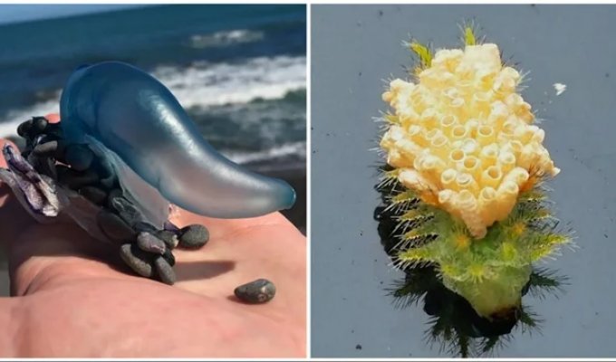30 Baffled People Who Turned to the Internet for Answers (31 Photos)