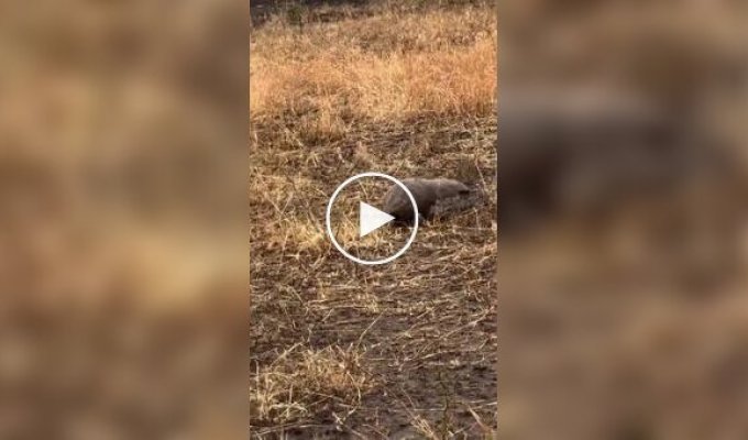 Панголин показал льву свою главную защиту