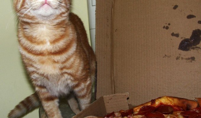Коты тоже любят пиццу (4 фото)