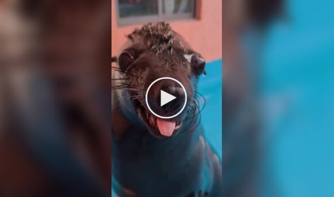 Мужчина погладил морского льва против шерсти