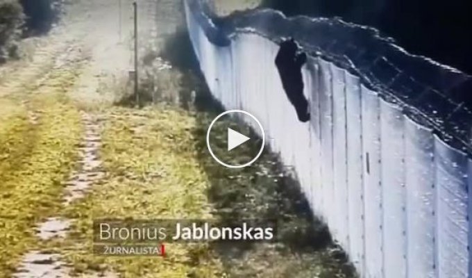 Медведь пытался перелезть через забор из колючей проволоки на границе Литвы и Белоруссии