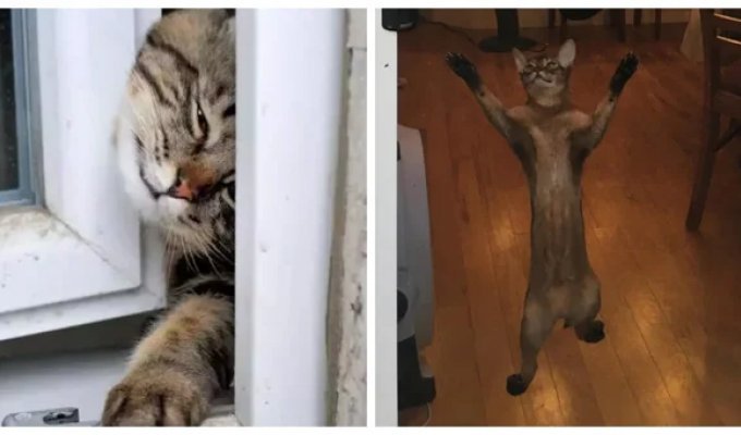 20+ хвостатых упрямцев, демонстрирующих разные грани и степени кошачьей настойчивости (21 фото)