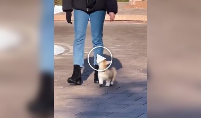 A puppy follows its owner