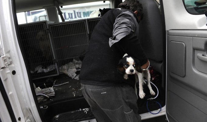 Как в Штатах решают проблему бездомных собак (11 фото)