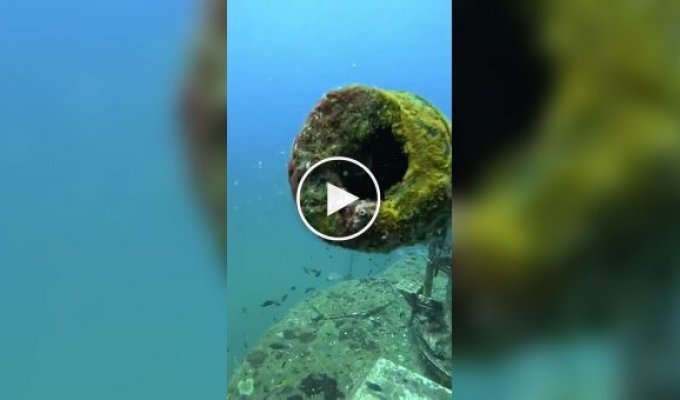 Рыба, которая любит порядок в доме