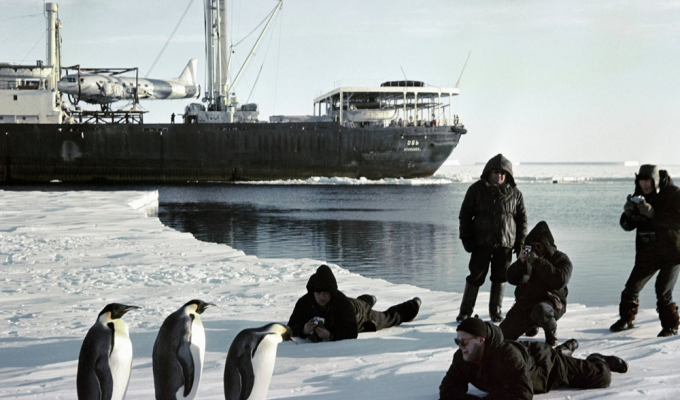 Failed penguin relocation experiment (6 photos)