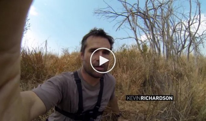 Камера GoPro на спине львицы сняла охоту животного