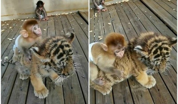 Милота: малыш обезьяны катается верхом на тигренке (3 фото)
