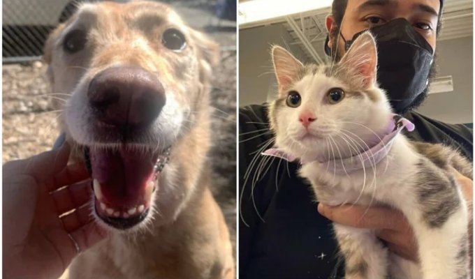 Thank You, Humans! 30 Rescue Animals Given a Second Chance at Life (30 Photos)