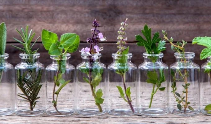 15 Plants You Can Grow in a Glass of Water (17 photos)