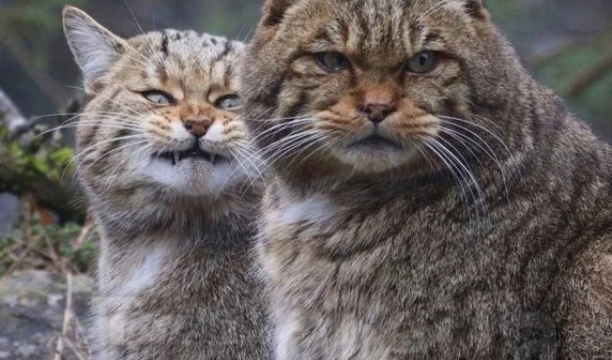 Знакомьтесь, европейские дикие кошки (6 фото)