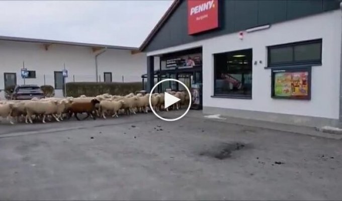 Стадо баранов устроило хаос в супермаркете Баварии