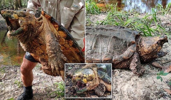 Во Флориде поймали черепаху-монстра (6 фото)