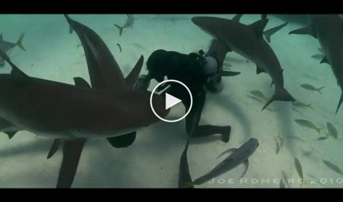 Ручные акулы