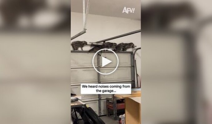Банда енотов проникла в гараж в США