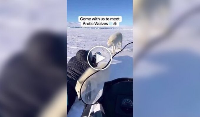 Унікальні кадри полярної родини в арктичних просторах
