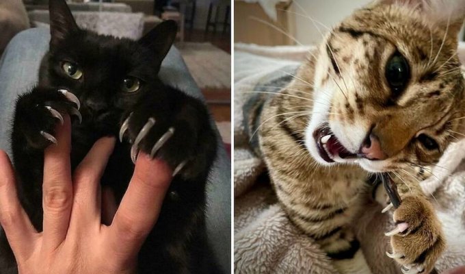 10 забавных снимков котиков, которые показали хозяевам коготки (11 фото)