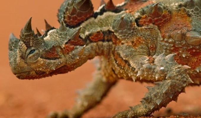 Молох: ящерица из шипов (9 фото)