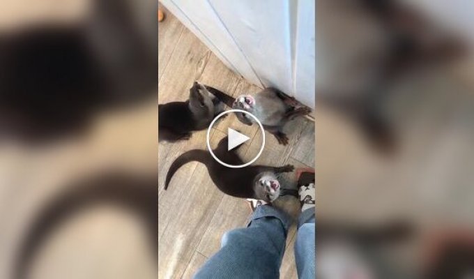 Как звучат голодные выдры