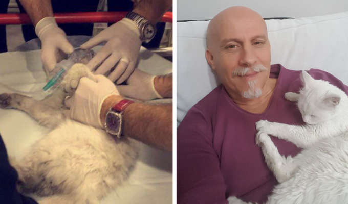 Врач-реаниматолог спас кошку, сделав ей массаж сердца (8 фото + 1 видео)