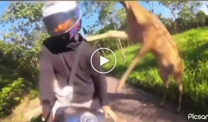 В Таиланде олень напал на байкера