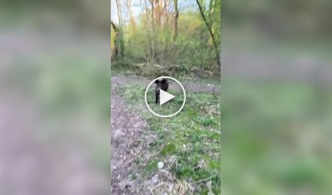 Реакция польской девушки на кабана