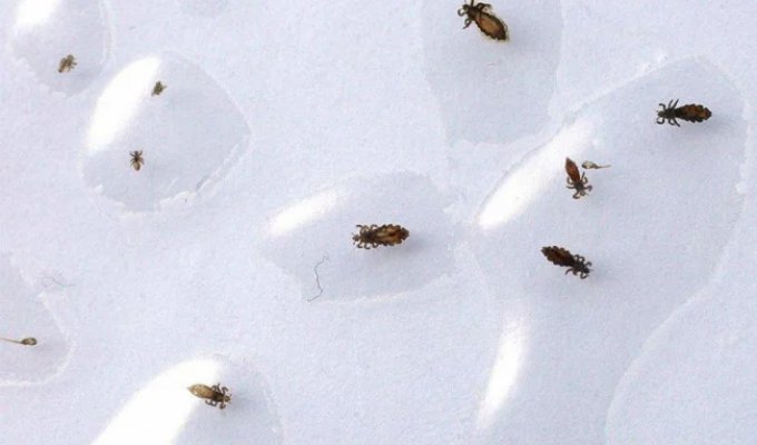 The 25 Most Dangerous Insects on the Planet (26 photos)