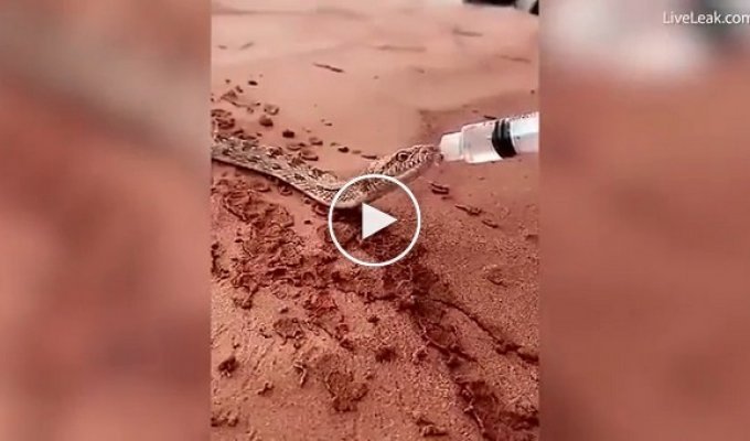 People gave water to a thirsty snake