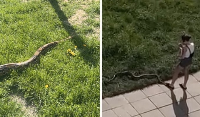 “He’s a good guy.” A Minsk woman walked a boa constrictor right in the yard (2 photos + 1 video)