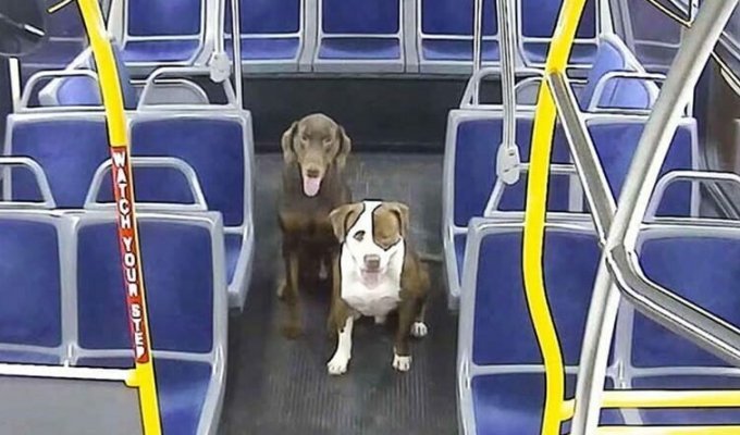 Водитель автобуса помогла найти дом двум потерявшимся собакам (7 фото + 1 видео)