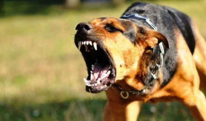 Собаки не кусают без причины. Агрессия, порожденная страхом (4 фото)