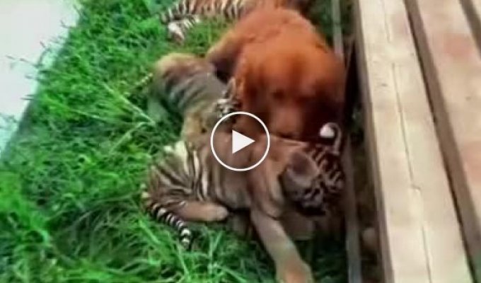 There are no other people's children: a retriever became a mother for tiger cubs
