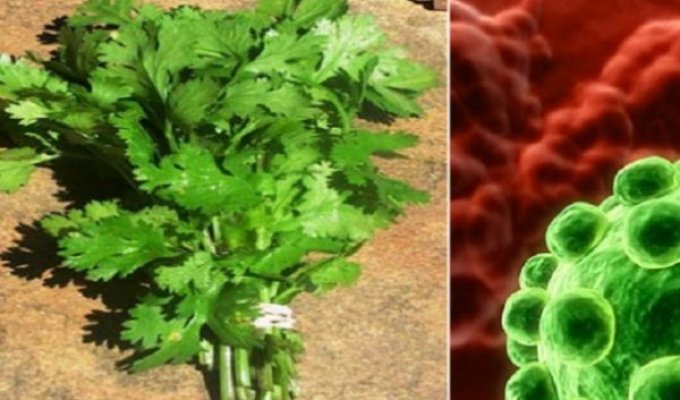 Это растение убивает 86% клеток рака легких!