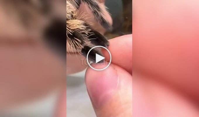 Лапки пауков немного напоминают кошачьи