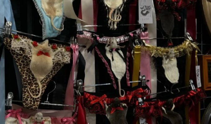 Fashion on the edge: underwear with stuffed rats has begun selling in Australia (2 photos + video)