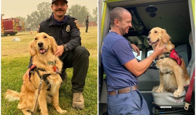 Чудо-собака помогает пожарным в Калифорнии (16 фото)