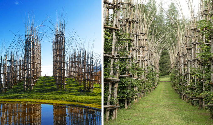 Итальянец создал величественный собор из живых деревьев (14 фото)