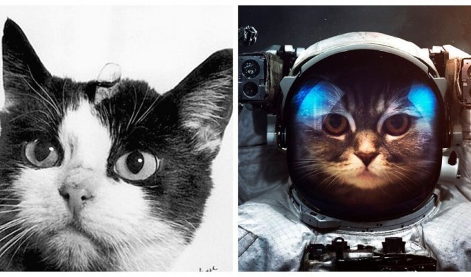 Felicette - the first space cat and the memory of her (11 photos)