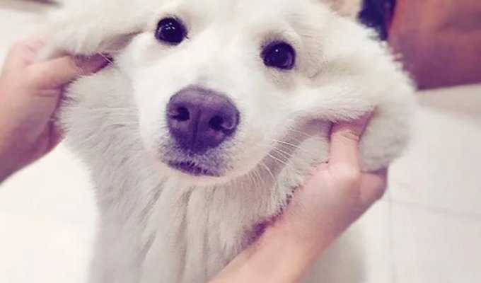 20 Adorable Mixed-Breed Dogs That Will Steal Your Heart! (20 Photos)