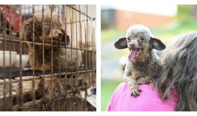 Защитники животных спасли собаку, которая всю жизнь просидела в темной клетке (11 фото)