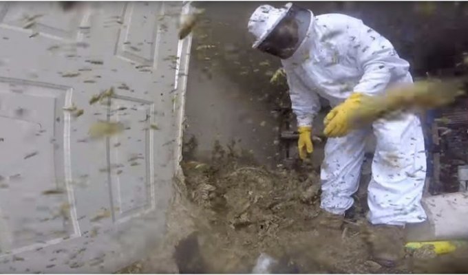 Как выглядит уничтожение огромного гнезда шершней глазами пчеловода (1 фото + 4 видео)