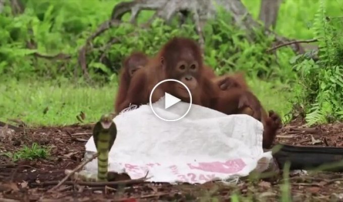 Сотрудник реабилитационного центра учит детенышей орангутанов бояться змей