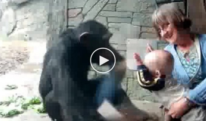 Шимпанзе раздражен присутствием ребенка