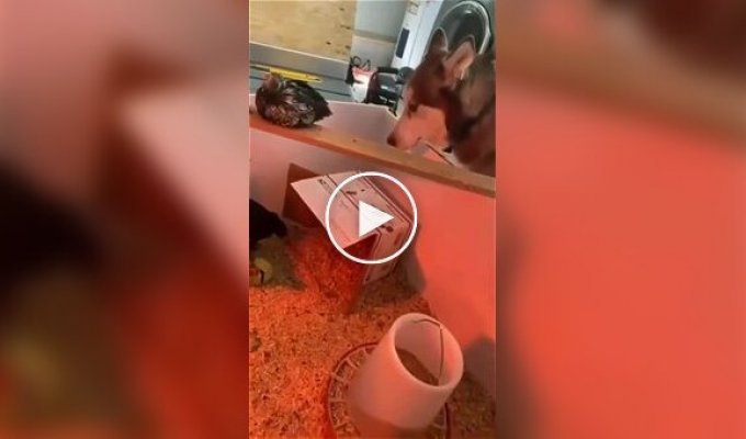 Пес немного проголодался