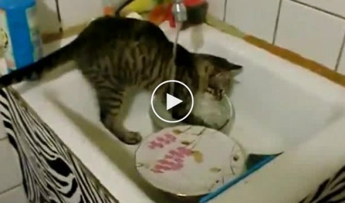 Кот посудомойка