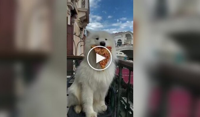 Милый песик уже отправился в путешествие